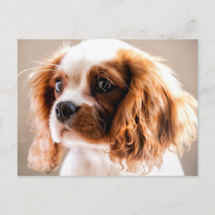 Cavalier king briefkaart