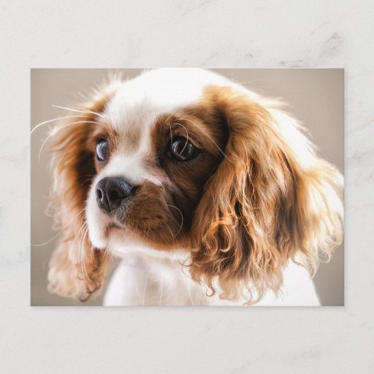 Cavalier king briefkaart (Voorkant)