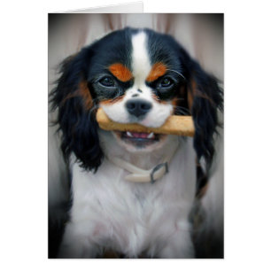 Cavalier King Charles