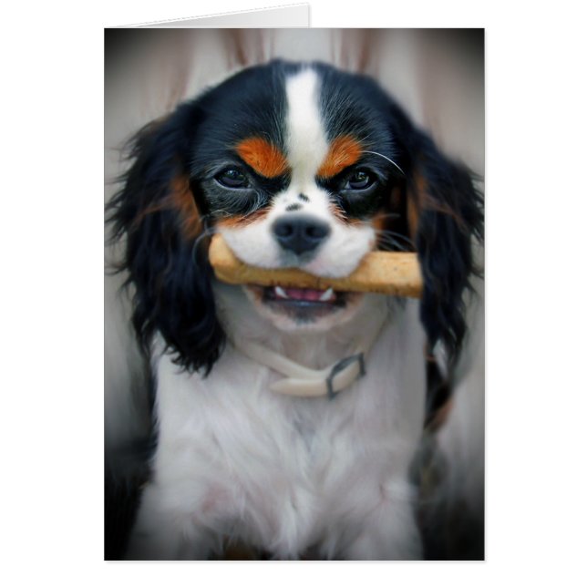 Cavalier King Charles (Voorkant)