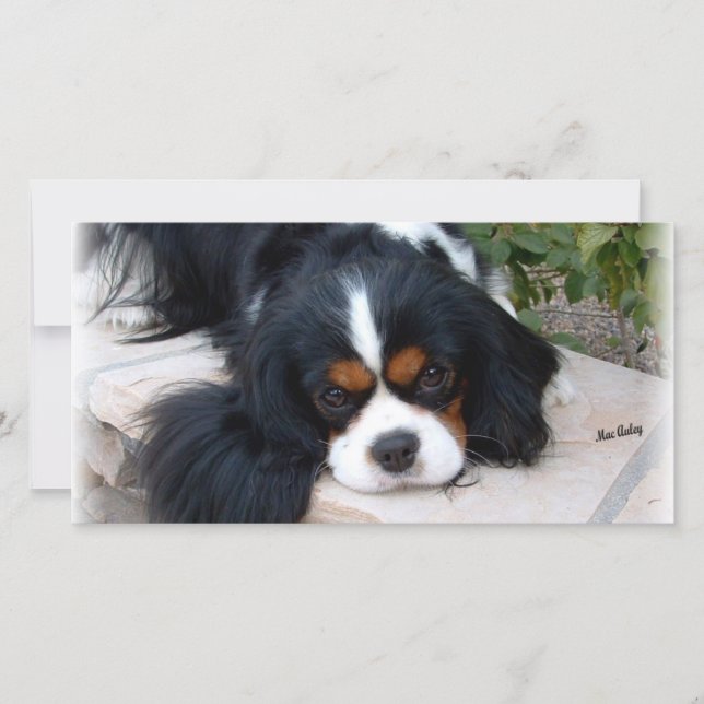Cavalier King Charles (Voorkant)