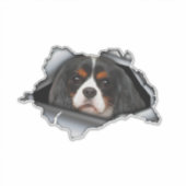 Cavalier King Charles auto sticker, Cavalier King Sticker (Voorkant)