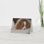 Cavalier King Charles Blenheim Blank Note Kaart (Voorkant)