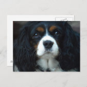 Cavalier King Charles Briefkaart (Voorkant / Achterkant)