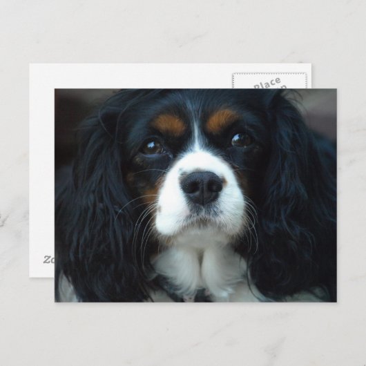 Cavalier King Charles Briefkaart (Voorkant / Achterkant)