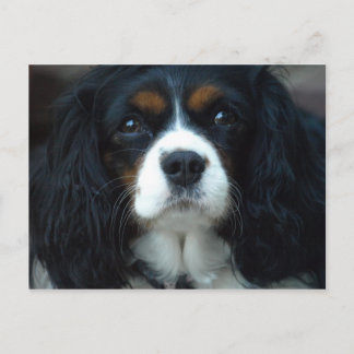 Cavalier King Charles Briefkaart