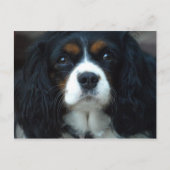 Cavalier King Charles Briefkaart (Voorkant)