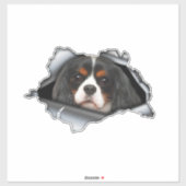 Cavalier King Charles car decal, Cavalier King Sticker (Vel)