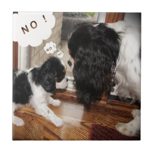 Cavalier King Charles Dad zegt nee Tegeltje