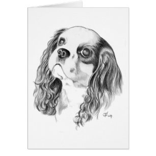 Cavalier King Charles Drawing