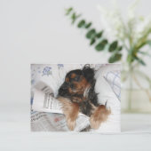 Cavalier King Charles in bed lezend krant Briefkaart (Staand voorkant)