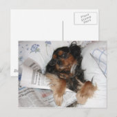 Cavalier King Charles in bed lezend krant Briefkaart (Voorkant / Achterkant)