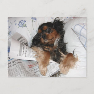 Cavalier King Charles in bed lezend krant Briefkaart