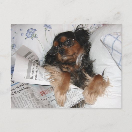 Cavalier King Charles in bed lezend krant Briefkaart (Voorkant)