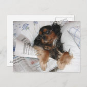 Cavalier King Charles in Bed Reading Newspaper Briefkaart (Voorkant / Achterkant)