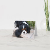 Cavalier King Charles Kaart (Voorkant)