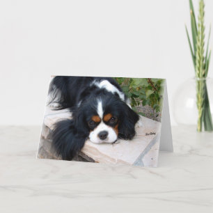 Cavalier King Charles Kaart