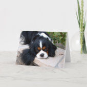 Cavalier King Charles Kaart (Voorkant)