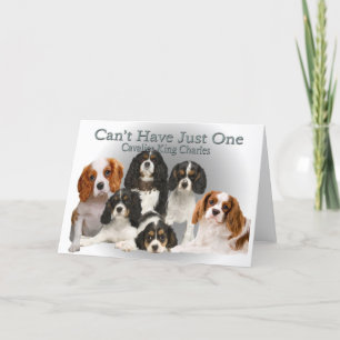 Cavalier King Charles kan niet één cadeau hebben Feestdagen Kaart
