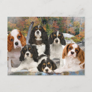 Cavalier King Charles kan niet slechts één cadeau  Briefkaart