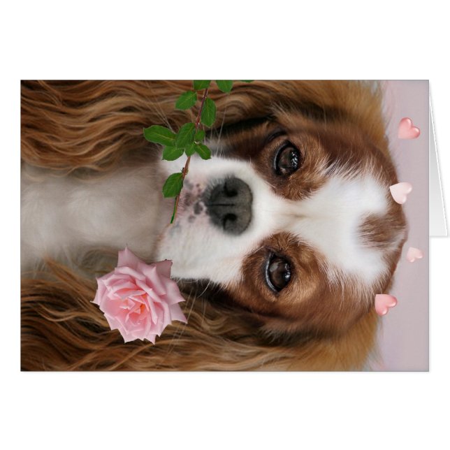 Cavalier King Charles Love (Voorkant Horizontaal)