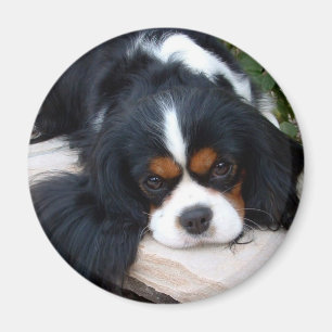 Cavalier King Charles Magneet