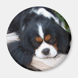 Cavalier King Charles Magneet