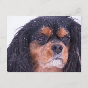 Cavalier King Charles met sneeuwvlokken ansichtkaa Briefkaart