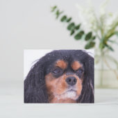 Cavalier King Charles met Snowflakes Briefkaart (Staand voorkant)