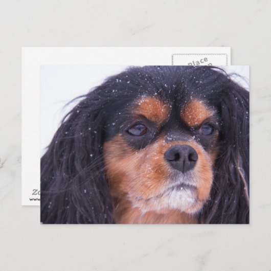 Cavalier King Charles met Snowflakes Briefkaart (Voorkant / Achterkant)