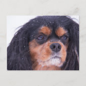 Cavalier King Charles met Snowflakes Briefkaart (Voorkant)