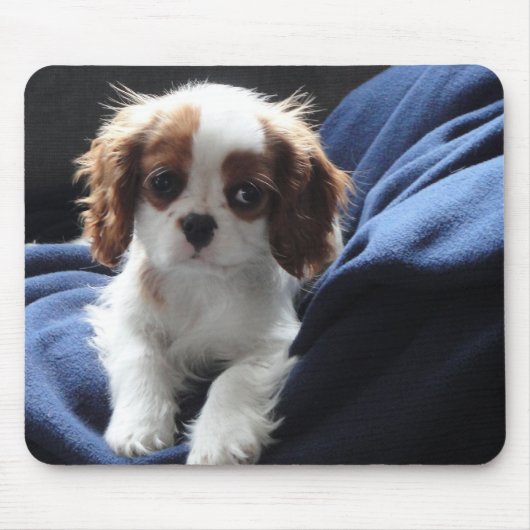 Cavalier King Charles puppy mousepad Muismat (Voorkant)