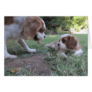 Cavalier King Charles Rescues