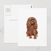 Cavalier King Charles - Robijn Briefkaart (Voorkant / Achterkant)