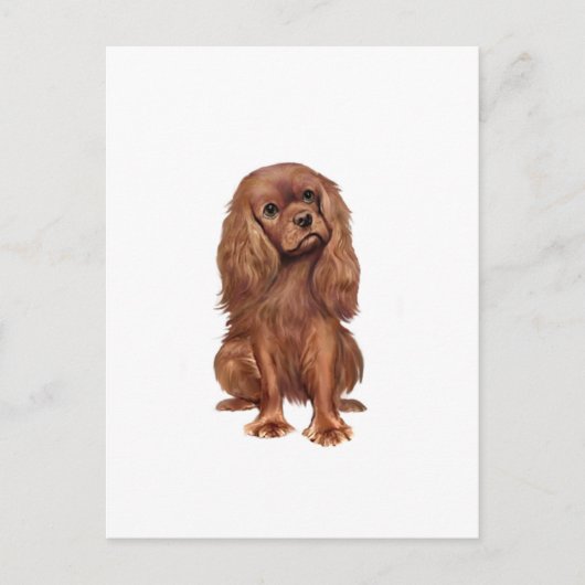 Cavalier King Charles - Robijn Briefkaart (Voorkant)