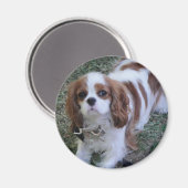 Cavalier King Charles schattig puppy hond koelkast Magneet (Voorkant / Achterkant)