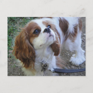 Cavalier King Charles schattige puppy briefkaart