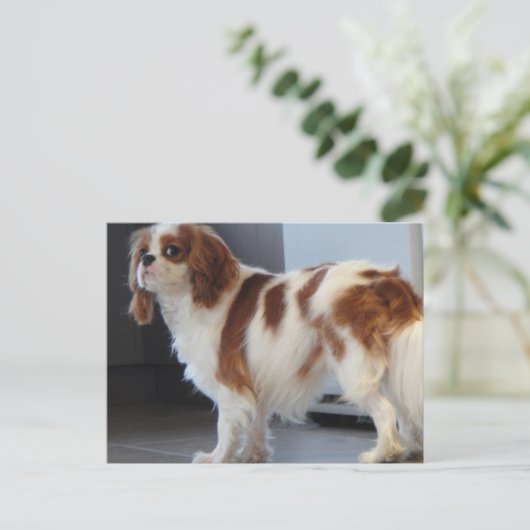 Cavalier King Charles schattige puppy briefkaart (Staand voorkant)