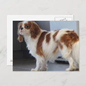Cavalier King Charles schattige puppy briefkaart (Voorkant / Achterkant)