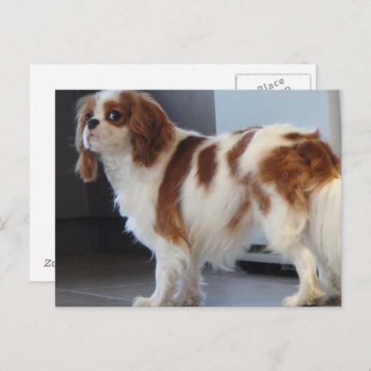 Cavalier King Charles schattige puppy briefkaart (Voorkant / Achterkant)