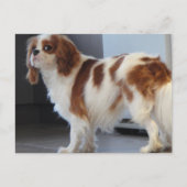 Cavalier King Charles schattige puppy briefkaart (Voorkant)