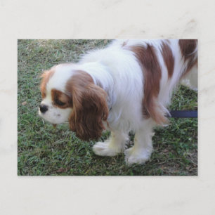 Cavalier King Charles schattige puppy briefkaart
