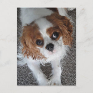 Cavalier King Charles schattige puppy briefkaart