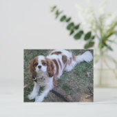 Cavalier King Charles schattige puppy briefkaart (Staand voorkant)