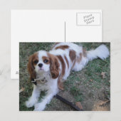 Cavalier King Charles schattige puppy briefkaart (Voorkant / Achterkant)