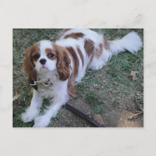 Cavalier King Charles schattige puppy briefkaart