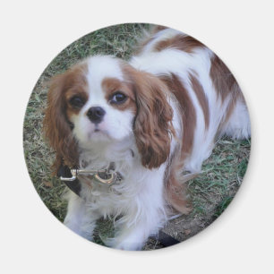 Cavalier King Charles schattige puppy fridge magne Magneet