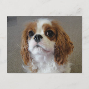 Cavalier King Charles schattige puppy hond briefka Briefkaart
