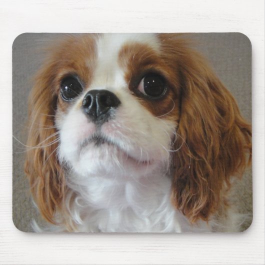 Cavalier King Charles schattige puppy mousepad Muismat (Voorkant)