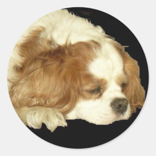 CAVALIER KING CHARLES SLAPEN RONDE STICKER